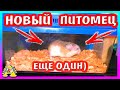 ОПЯТЬ НОВЫЙ ПИТОМЕЦ / Приехал ЖЕНИХ для Хомки / Распаковка / Alisa Easy Pets