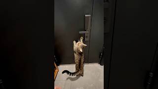 POV: Parfois tu as juste besoin d'un petit coup de pouce soutenant #chat #cat #pourtoi #humour