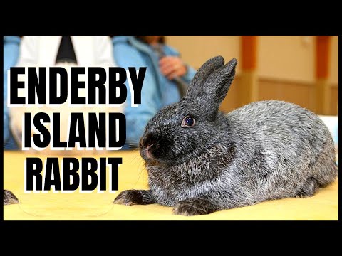 วีดีโอ: กระต่ายขาวฟลอริดา