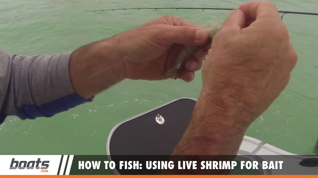 How to Fish: Using Live Shrimp for Bait