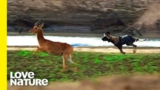 Wild Dogs Hunt Down Impala in Dramatic Fashion | Love Nature