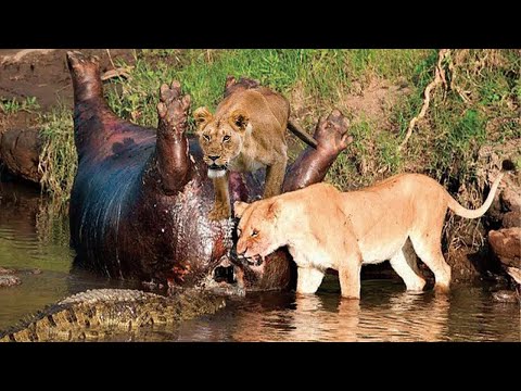 Крокодил Атаковал Львов из за Бегемота! #animals