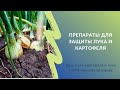Защита лука и картофеля | День поля в КФХ Н. Юзефова