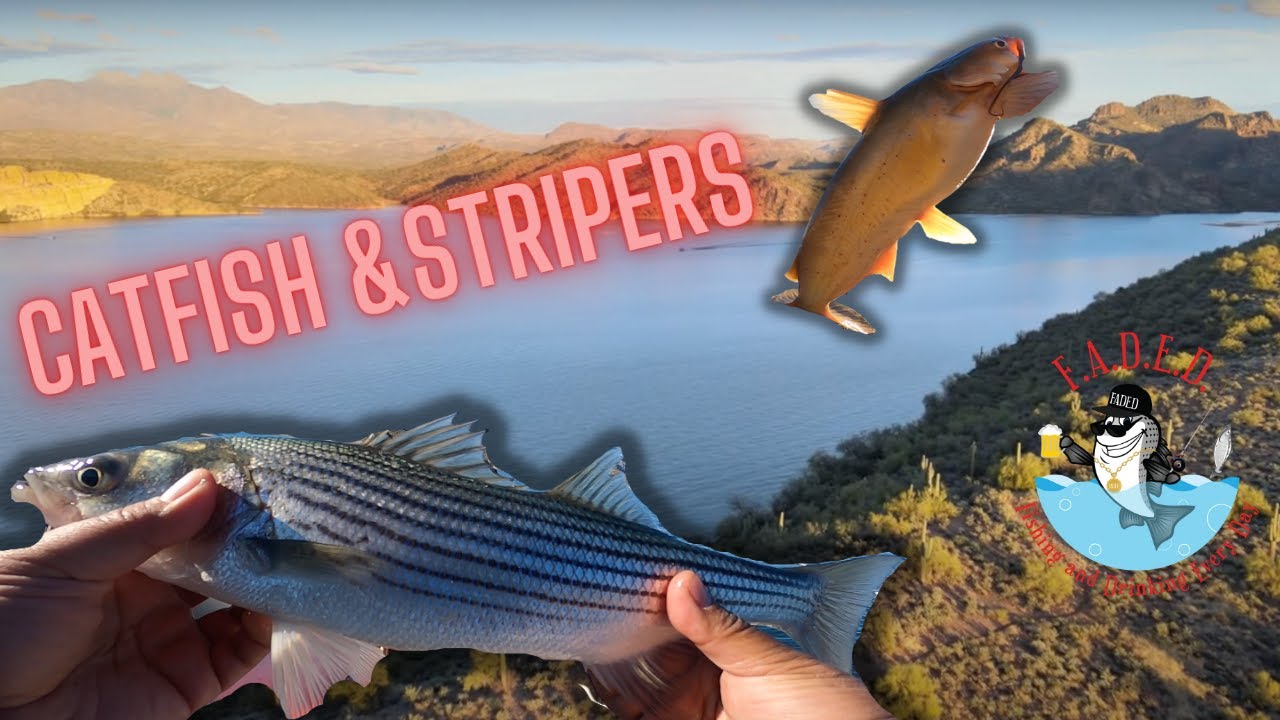 Stripers and Catfish on Lake Pleasant AZ YouTube