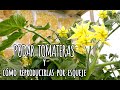 COMO PODAR TOMATERAS y REPRODUCIRLAS POR ESQUEJES