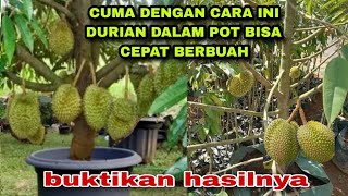 Bongkar Rahasiah agar pohon Durian dalam pot bisa cepat berbuah