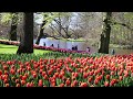 Keukenhof 2023 - Enjoy a nice sunny day in the beautiful spring garden - 4k