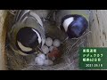 【巣箱速報】シジュウカラ ついに・・たまご孵化! (観察62日目:2021/05/18 ショートver.)