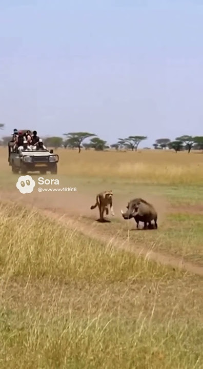 Cheetah vs Warthog: Tables Turned! 🐆🐗 #wildlife #animals