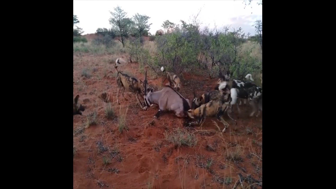 Wild dog kill scimitar oryx for his dinner YouTube