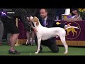 Pointers Breed Judging 2020 の動画、YouTube動画。