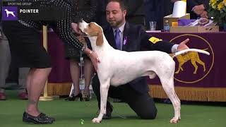 Pointers Breed Judging 2020