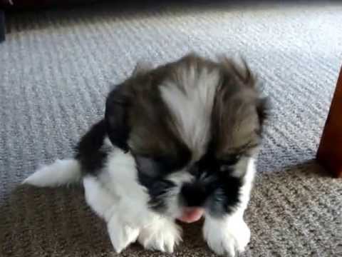 pure shih tzu puppy