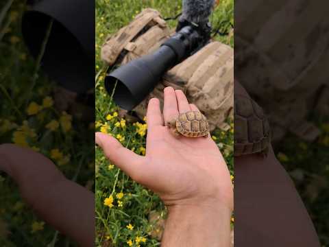 انظروا من زارني في البرية حيوانات برية