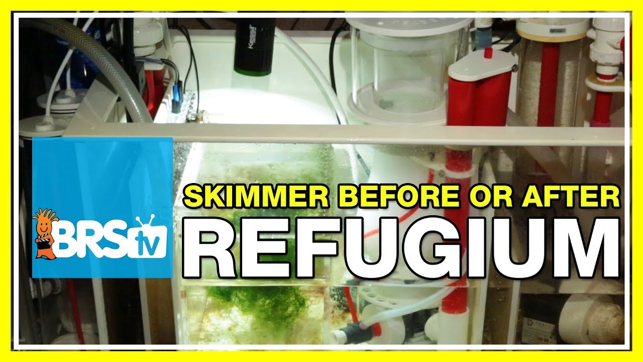 FAQ 29 Should I run my protein skimmer before or after my refugium