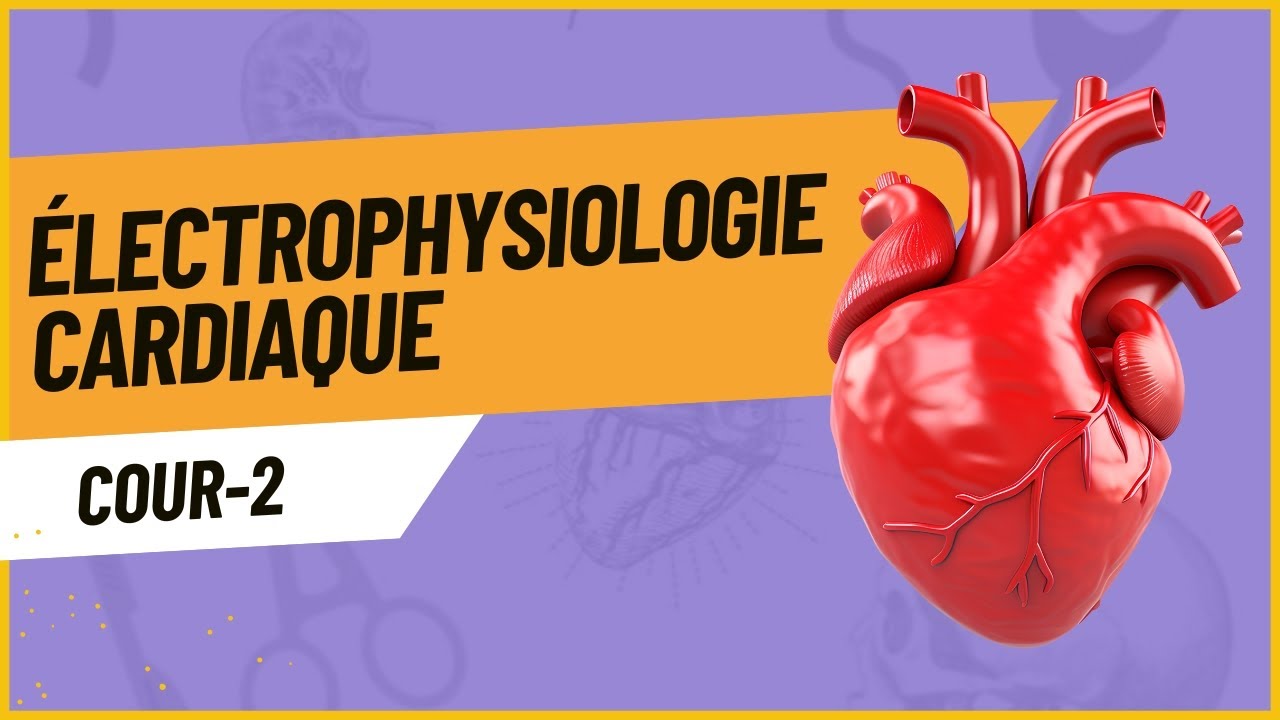 2-Électrophysiologie cardiaque