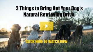3 Things to Bring Out Your Dog’s Natural Retrieving Drive