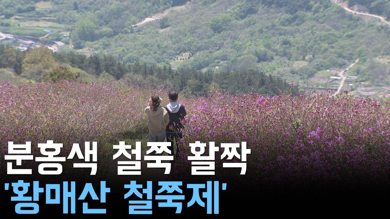 산불 딛고 다시 피어난 봄..황매산 철쭉제