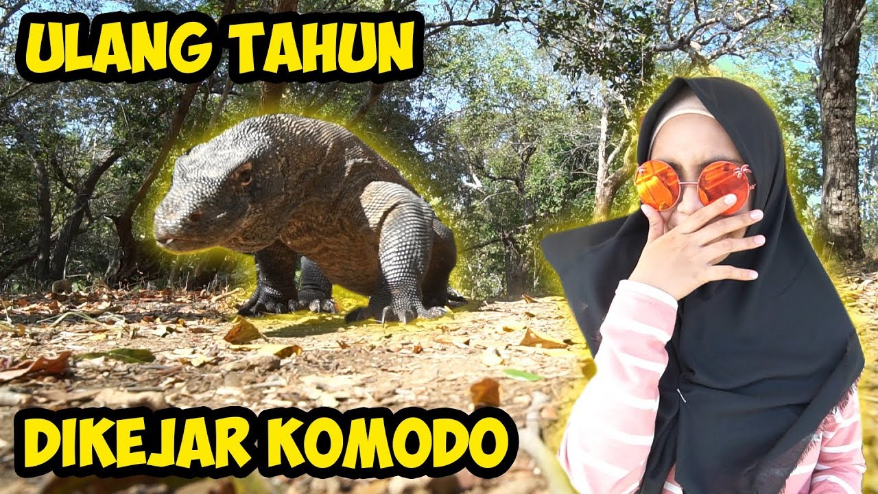 SURPRISE ULANG TAHUN DIKASIH KOMODO SAMA TIM RICIS😅😅