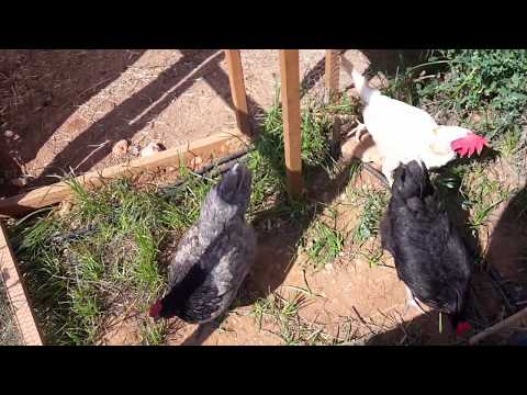 Vídeo: Com Pasturar Gallines