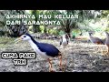 SPOT TERSULIT YANG PERNAH SAYA JERAT BURUNG RUAK RUAKNYA