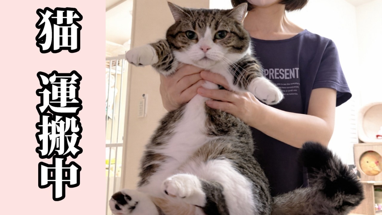 なぜか運ばれたがる猫ぽぽ吉 - YouTube