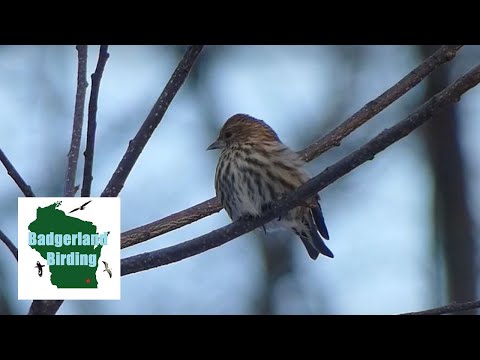 Video: Când vor pleca siskins de pin?