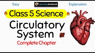 Class 5 Circulatory System | Science Chapter
