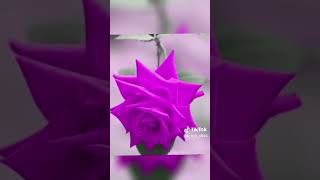 Bir Gün Sende Öleceksin Ilahisi Resimi