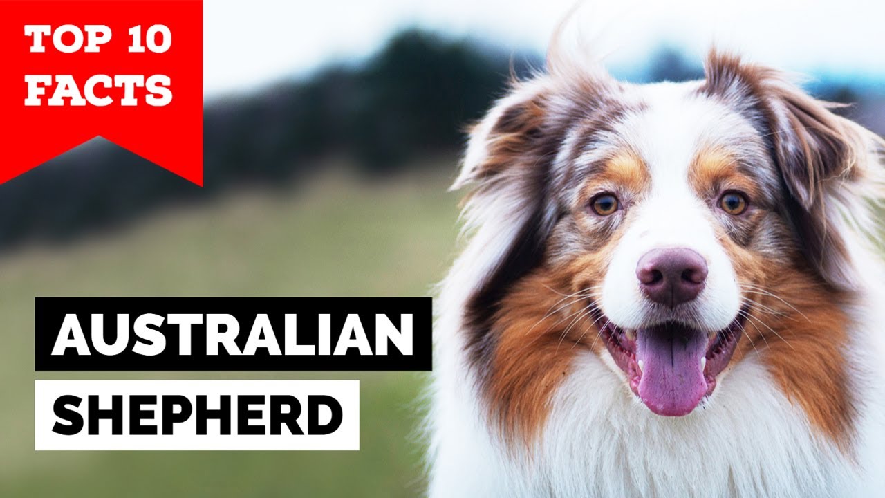 Australian Shepherd Top 10 Facts YouTube