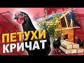 Петухи кричат громче всех,а простой человек работает.