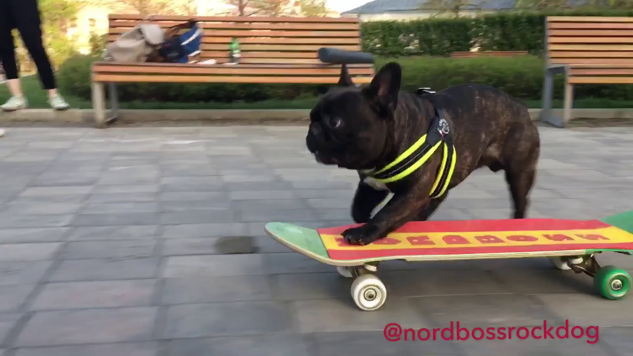 Skateboarding French Bulldog Nord Boss l superskills YouTube