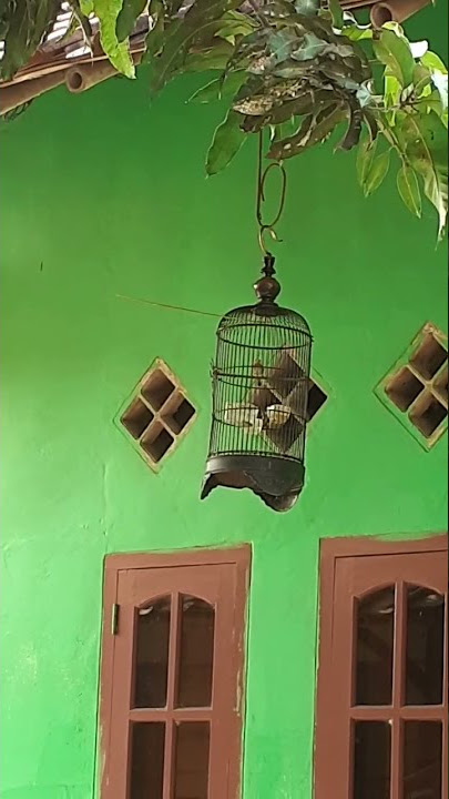 mikat burung prenjak di samping rumah