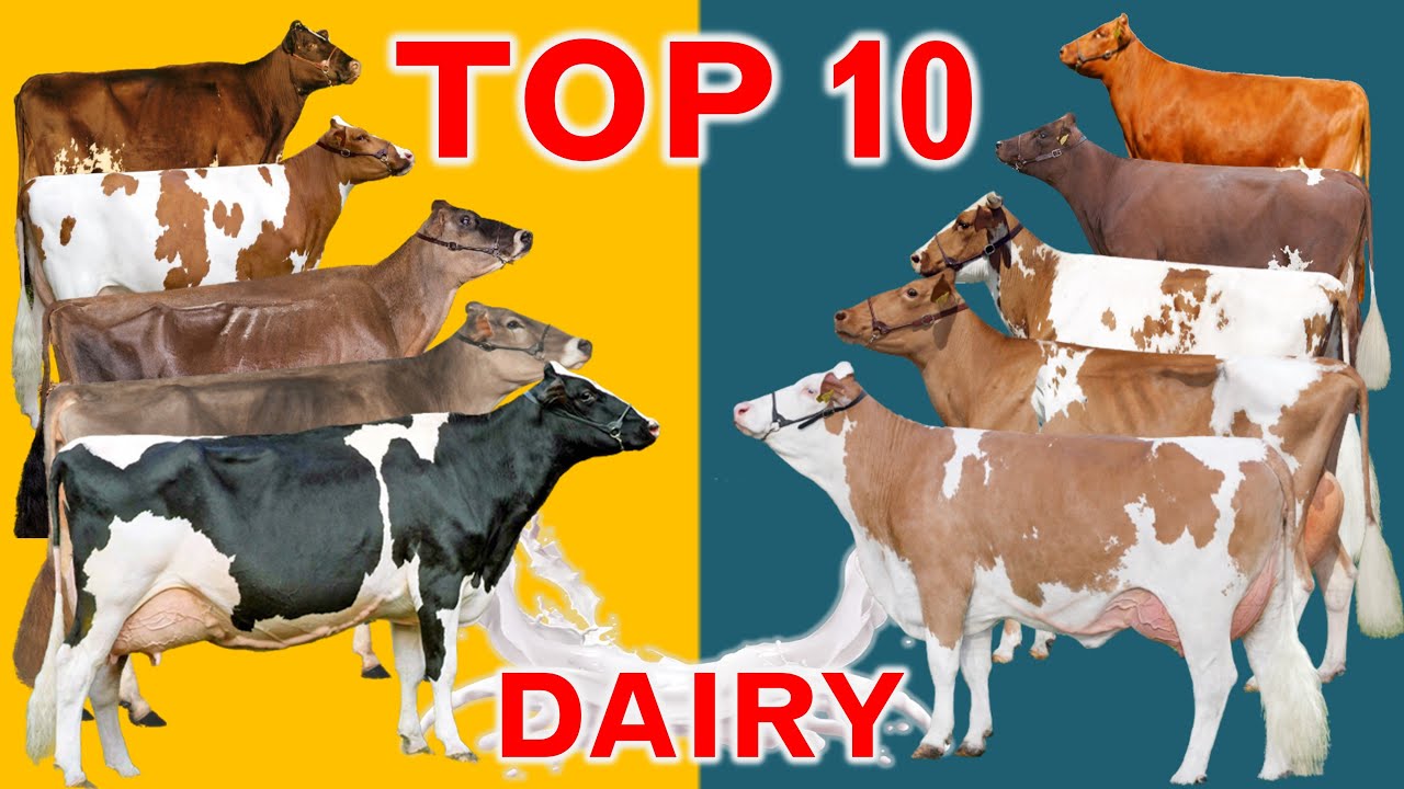 Top 10 Dairy Cattle Breeds in the World | In terms of Sales Revenue in US  Dollar per Cow - YouTube