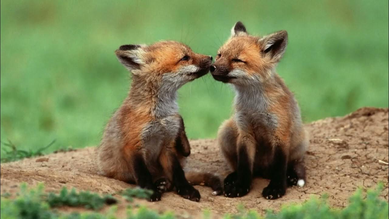 Unidentified Song ("Foxes In Boxes") [Lamya Foxes In Boxes? Awaiting