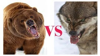 Bear vs Wolf | Compilation #1 by Campers Mongolia Монгол Аялагчид 151,557 views 5 years ago 13 minutes, 47 seconds