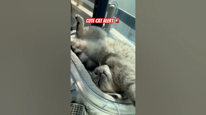 Video 10181161: british shorthair scottish, cats catlover cute, cat meets, cat playing