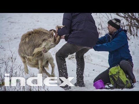 Videó: Vadkecske: fajták, leírás, elosztás, takarmányozás