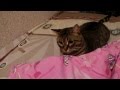 Смешной котик / Funny Cat
