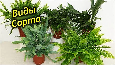 Виды и сорта комнатных папоротников!