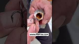 Catching weakfish in Providence Rhode Island! Check out the shop!