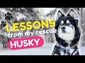 10 lessons my husky taught me about life