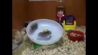 2 Hamster 1 Tekerlekte Koşuyor