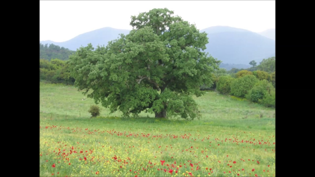 Τώρα είναι Μάης κι η Ανοιξη -Τάκης Καρναβάς Μάκης   Μπέκος