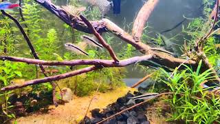 Aquarium relaxing video