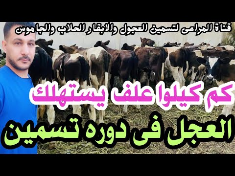 كم كيلوا علف يستهلك العجل طوال فترة التسمين        