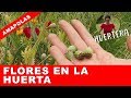 Cómo es la planta de la AMAPOLA? 🐝🌻🌸🥀💮 Flores en la huerta - en el jardín