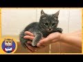 Отдаем спасенного котенка Кузю в добрые руки