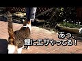 猫たちと庭でまったり過ごす