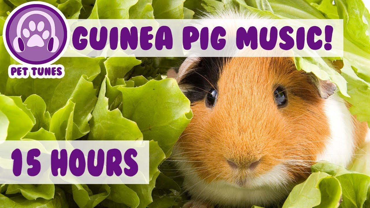 How To Put A Guinea Pig To Sleep Yourself